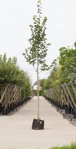 Krimlinde Tilia europea Euchlora h 450 cm st. omtrek 16 cm