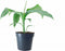 Goed & Groen - Musa Basjoo -↨ 45cm - Potmaat 17cm - Kwaliteit Planten - Tuin Plant - Tuinplantenplanten - Sfeer