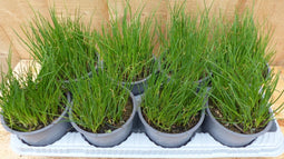 Kruiden Bieslook 8 potjes in tray