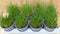 Kruiden Bieslook 8 potjes in tray