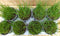 Kruiden Bieslook 8 potjes in tray