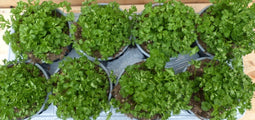 Kruiden Peterselie 8 potjes in tray