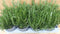 Kruiden Rozemarijn 8 potjes in tray
