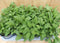 Kruiden Salie 8 potjes in tray