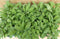 Kruiden Salie 8 potjes in tray