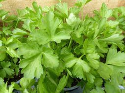 Kruiden selderij 8 potjes in tray