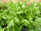 Kruiden selderij 8 potjes in tray