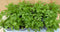 Kruiden selderij 8 potjes in tray