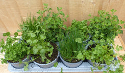 Kruidenmix bak eenjarige planten 8 potjes in tray