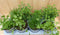 Kruidenmix bak eenjarige planten 8 potjes in tray
