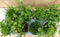 Kruidenmix bak eenjarige planten 8 potjes in tray