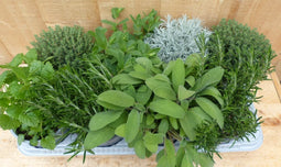 Kruidenmix bak vaste planten 8 potjes in tray
