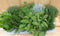 Kruidenmix bak vaste planten 8 potjes in tray