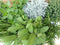 Kruidenmix bak vaste planten 8 potjes in tray