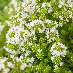Kruiptijm (Thymus praecox) 'Albiflorus' | 1 stuk | Geurende plant | tuinplant geurend | Bodembedekker | vermijd onkruid | grondbedekker | 11x11 cm Kwekerspot | Geurend | Wit