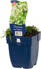 Kruiptijm (Thymus praecox) 'Albiflorus' | 1 stuk | Geurende plant | tuinplant geurend | Bodembedekker | vermijd onkruid | grondbedekker | 11x11 cm Kwekerspot | Geurend | Wit