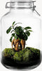 Growing Concepts DIY Duurzaam Ecosysteem Weckpot 5L - Planten - Calathea - H28xØ18cm