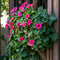 Plant in a Box - Mandeville 'Rio Hot Pink' - Dipladenia - Bloeiende tuinplant - Klimplant - Terras- en balkon plant - Pot 17cm - Hoogte 60-70cm