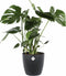 Monstera in ELHO sierpot (zwart) ↨ 80cm - hoge kwaliteit planten