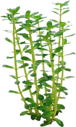 Easy grow 5 rotala indica