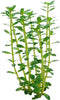 Easy grow 5 rotala indica