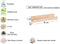 Astigarraga - Wandplank massief grenen 40x7 cm - Houtlook