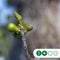Vijgenboom 20/25 cm Ficus carica 162,5 cm