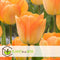 Plant in a Box - Tulipa Daydream - Bloem bollen x40 - Tulp - Oranje - Tulpen uit Holland