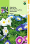 5 stuks Convolvulus Tricolor Gemengd