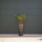 Wagner palm 80 cm stamhoogte | Trachycarpus wagnerianus 80-100 cm| Bomenbezorgd.nl