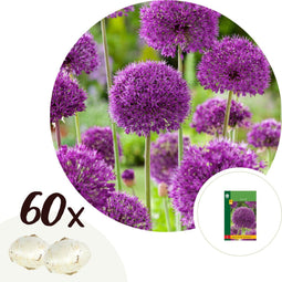 Plant in a Box - Allium Purple Sensation - 60x Alium bloembollen - Bollen winterhard voor in de tuin - vroege bloeiers
