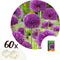 Plant in a Box - Allium Purple Sensation - 60x Alium bloembollen - Bollen winterhard voor in de tuin - vroege bloeiers