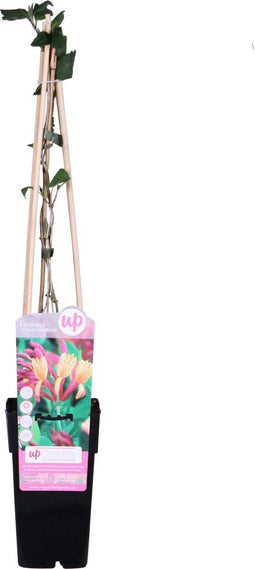 Goed & Groen - Kamperfoelie ‘Lonicera heckrottii Goldflame’ -↨ 65cm - Potmaat 15cm - Kwaliteit Planten - Tuin Plant - Tuinplantenplanten - Sfeer