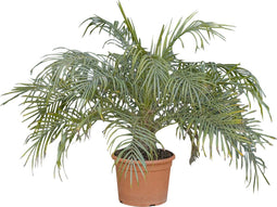 2 stuks! Dwergdadelpalm Phoenix roebelenii 65 cm