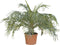 2 stuks! Dwergdadelpalm Phoenix roebelenii 65 cm