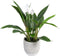 Decoratieve plant 40 x 41 x 48 cm Groen PVC