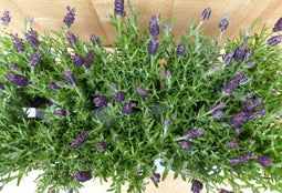 Kuiflavendel 10 potjes in tray kleur paars