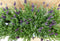Kuiflavendel 10 potjes in tray kleur paars