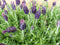 Kuiflavendel 10 potjes in tray kleur paars