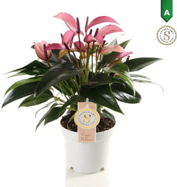 Anthurium Zizou – ↨ 40cm – ⌀ 12cm