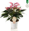 Anthurium Zizou – ↨ 40cm – ⌀ 12cm
