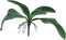 Kunst Orchid leaves & roots lvs green - 35 cm