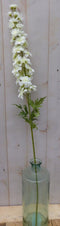 Kunst ridderspoor delphinium groot op steker wit