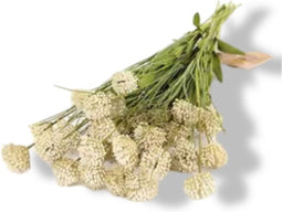 Kunst Tak Allium Creme
