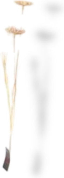 Kunst Tak Dille Groot Creme