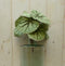 Kunstbegonia op steker 25 cm