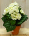 Kunstbegonia wit in potje 25 cm