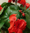 Kunstgeranium rood in potje 25 cm