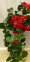 Kunstgeranium rood op steker