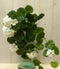 Kunstgeranium wit op steker